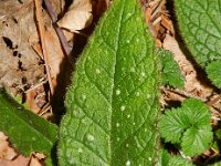 Pentaglottis sempervirens 9, Overblijvende ossentong, Saxifraga-Rutger Barendse