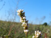 Persicaria maculosa 7, Perzikkruid, Saxifraga-Rutger Barendse
