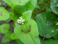 Persicaria nepalensis 5, Saxifraga-Rutger Barendse