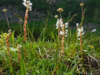 Persicaria vivipara 1, Saxifraga-Ed Stikvoort