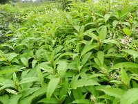 Persicaria wallichii 12, Afghaanse duizendknoop, Saxifraga-Rutger Barendse