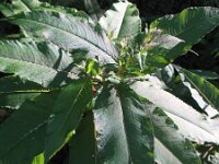 Persicaria wallichii 3, Afghaanse duizendknoop, Saxifraga-Rutger Barendse