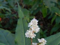 Persicaria wallichii 7, Afghaanse duizendknoop, Saxifraga-Rutger Barendse