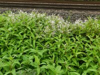 Persicaria wallichii 8, Afghaanse duizendknoop, Saxifraga-Rutger Barendse