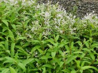 Persicaria wallichii 9, Afghaanse duizendknoop, Saxifraga-Rutger Barendse