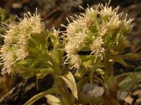 Petasites albus 1, Wit hoefblad, Saxifraga-Jan van der Straaten