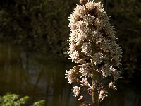 Petasites hybridus 23, Groot hoefblad, Saxifraga-Jan van der Straaten