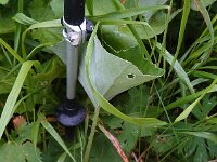 Petasites paradoxus 14, Saxifraga-Sonja Bouwman  Petasites paradoxus