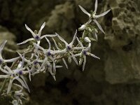 Petromarula pinnata 19, Saxifraga-Jan van der Straaten