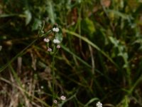 Petroselinum segetum 15, Wilde peterselie, Saxifraga-Ed Stikvoort
