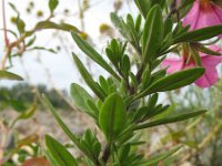 Petunia integrifolia 2, Saxifraga-Rutger Barendse