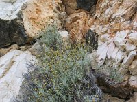 Phagnalon rupestre 2, Saxifraga-Jasenka Topic