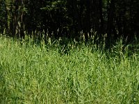 Phalaris arundinacea, Reed Canary-grass