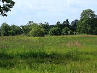 Phalaris arundinacea 10, Rietgras, Saxifraga-Hans Boll