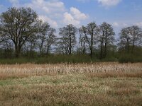 Phalaris arundinacea 11, Rietgras, Saxifraga-Hans Boll