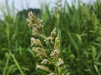 Flowering Reed canary grass (Phalaris arundinacea)  Flowering Reed canary grass (Phalaris arundinacea) : ear, ears, flora, floral, flower, flowering, flowers, grass, grasses, natural, nature, no people, nobody, outside, Phalaris arundinacea, plant, plants, Reed canary grass, summer, summertime, vascular