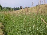 Phalaris arundinacea 3, Rietgras, Saxifraga-Peter Meininger