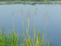 Phalaris arundinacea 5, Rietgras, Saxifraga-Mark Zekhuis