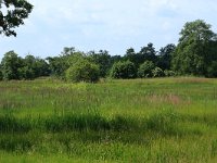 Phalaris arundinacea 10, Rietgras, Saxifraga-Hans Boll