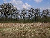 Phalaris arundinacea 11, Rietgras, Saxifraga-Hans Boll