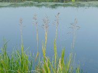 Phalaris arundinacea 5, Rietgras, Saxifraga-Mark Zekhuis