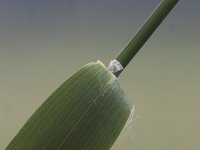 Phalaris arundinacea 6, Rietgras, Saxifraga-Peter Meininger