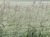 Phalaris arundinacea 7, Rietgras, Saxifraga-Peter Meininger