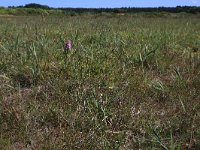 Phalaris arundinacea 9, Rietgras, Saxifraga-Hans Boll