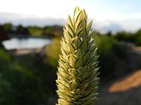 Phalaris canariensis 5, Kanariezaad, Saxifraga-Rutger Barendse