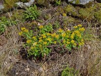 Phedimus hybridus 10, Kruipend vetkruid, Saxifraga-Hans Grotenhuis
