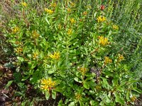 Phedimus hybridus 8, Kruipend vetkruid, Saxifraga-Hans Grotenhuis