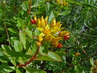 Phedimus hybridus 9, Kruipend vetkruid, Saxifraga-Hans Grotenhuis