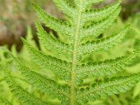 Phegopteris connectilis 7, Smalle beukvaren, Saxifraga-Rutger Barendse