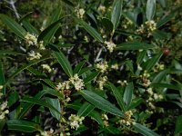Phillyrea angustifolia 2, Saxifraga-Ed Stikvoort