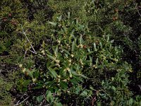 Phillyrea angustifolia 5, Saxifraga-Ed Stikvoort