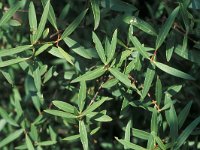 Philyrea angustifolia, Narrow-leaved Phillyrea