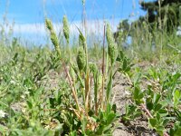 Phleum arenarium 10, Zanddoddegras, Saxifraga-Rutger Barendse