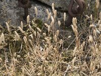 Phleum arenarium 11, Zanddoddegras, Saxifraga-Willem van Kruijsbergen
