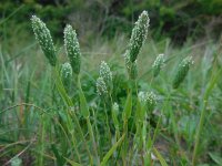 Phleum arenarium 12, Zanddoddegras, Saxifraga-Ed Stikvoort