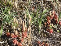 Phleum arenarium 2, Zanddoddegras, Saxifraga-Peter Meininger