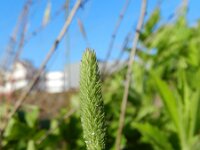 Phleum arenarium 5, Zanddoddegras, Saxifraga-Rutger Barendse