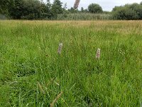 Phleum pratense 12, Gewoon timoteegras, Saxifraga-Ed Stikvoort : s9900