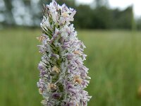 Phleum pratense 13, Gewoon timoteegras, Saxifraga-Ed Stikvoort : A900