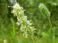 Phleum pratense ssp serotinum 6, Saxifraga-Rutger Barendse