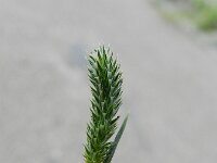 Phleum pratense ssp serotinum 9, Saxifraga-Rutger Barendse