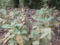 Phlomis italica 2, Saxifraga-Rutger Barendse