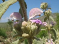 Phlomis italica 3, Saxifraga-Rutger Barendse