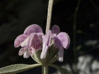 Phlomis purpurea 12, Saxifraga-Jan van der Straaten