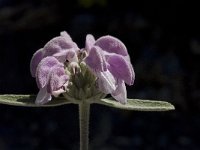 Phlomis purpurea 5, Saxifraga-Willem van Kruijsbergen