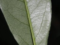 Photinia davidiana 3, Saxifraga-Rutger Barendse